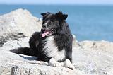 BORDER COLLIE 1588